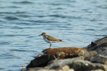 bird on the beach