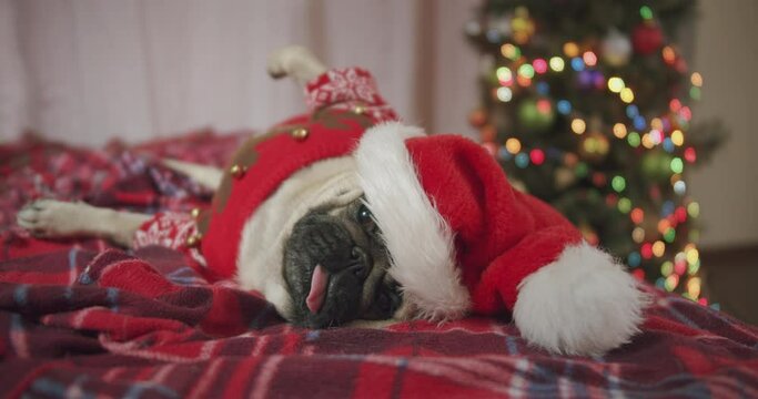Funny cute pug dog dressed in red Christmas sweater and Santa Claus hat lying lazy in bed at Christmas time at home. Dog Christmas costume. Fun and laziness concept