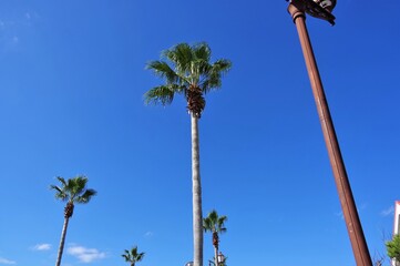 館山のヤシの木