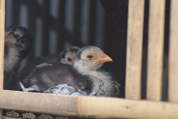 chicken and baby
