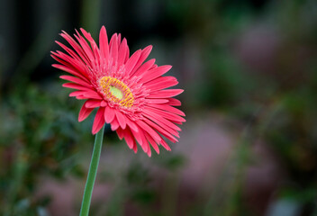 red daisy flower in peak bloom against a blurred background