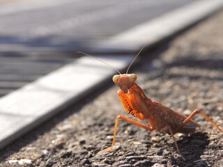 臨戦体勢のカマキリ