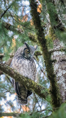 Adult great horned owl perched in a Douglas fir tree.