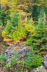 Northern Ontario Forest