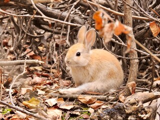紅葉と子うさぎ