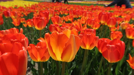 Red, Orange, Yellow tulips