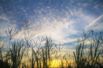 Fototapeta premium sunset over the field