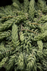 Natural texture and pattern. Succulents. Closeup view of a Sedum morganianum, also known as Donkey's tail, green and fleshy leaves foliage. 