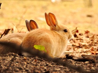紅葉と子うさぎ