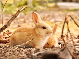 紅葉と子うさぎ