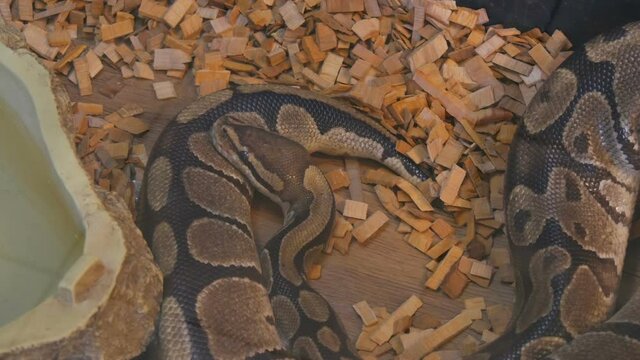 A huge python lies in the aquarium of the petting zoo.
