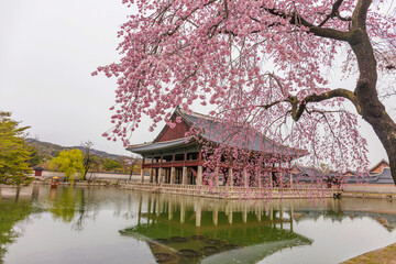Fototapeta premium Gyeongbokgung Palace with cherry blossom in spring,Seoul,South Korea.