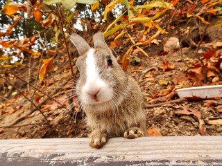 紅葉とうさぎさん