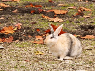 紅葉とうさぎさん