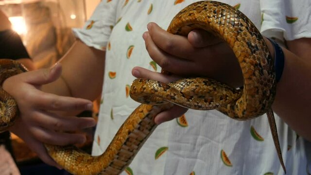 Huge python in the arms of a woman in a petting zoo.
