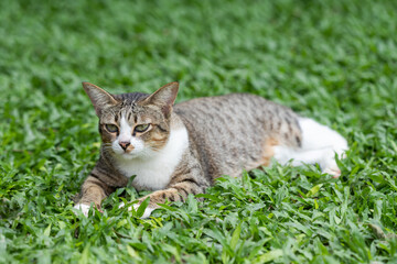 Naklejka na ściany i meble The cat is lying and resting. In the green lawn in the summer