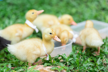 Ducklings with yellow Many cute ones Relaxing on the lawn