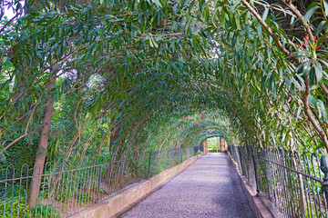 A park alley under canopy of evergreen shrubs. Beautiful alley with flourishing bushes in Andalusien province of Spain. - 389121987