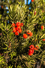 Taxus baccata close up. Branch with green conifer needles of Yew Tree with red berries off taxus...