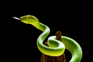 Tropidolaemus subannulatus aka Viper Borneo Snake on Wildlife