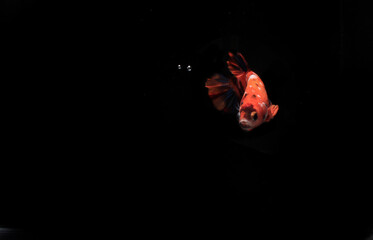 Beautiful Orange Betta fish, at Black background