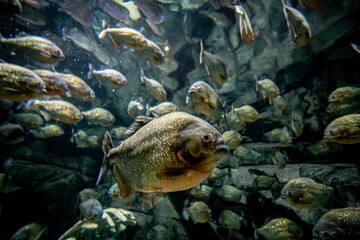 Swarm of Fish on a large tank