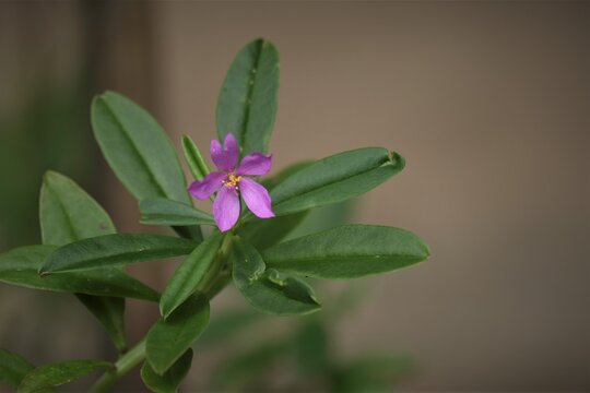 Kolesom jawa flower, also name Som jawa or Talinum paniculatum
