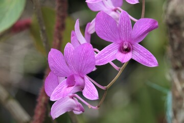 Dendrobium is a genus of mostly epiphytic and lithophytic orchids in the family Orchidaceae