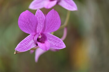 Dendrobium is a genus of mostly epiphytic and lithophytic orchids in the family Orchidaceae