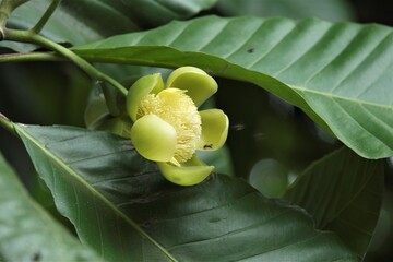 Photo of Dillenia serrata inflorescence