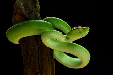 Tropidolaemus subannulatus aka Viper Borneo Snake on Wildlife