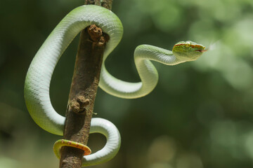 Tropidolaemus subannulatus aka Viper Borneo Snake on Wildlife