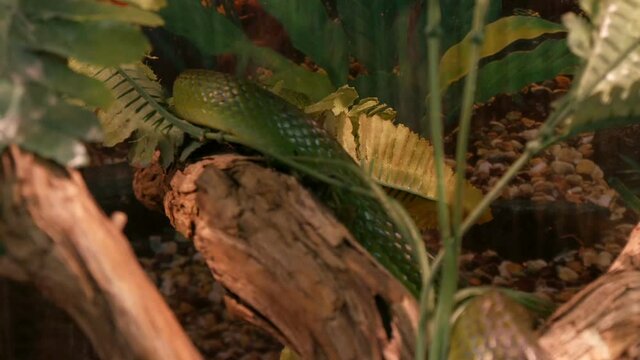 A rare green rhinoceros snake Rhynchophis boulengeri crawls along artificial branches in the zoo aquarium.