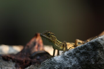Obraz premium lizards