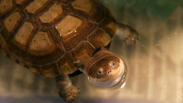 Funny turtle in the petting zoo aquarium.