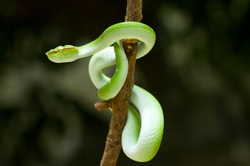 Tropidolaemus subannulatus aka Viper Borneo Snake on Wildlife
