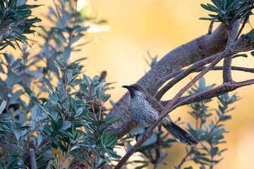branches an a bird