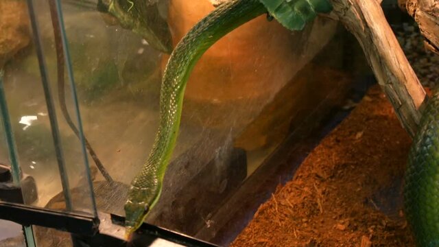 A rare green rhinoceros snake Rhynchophis boulengeri crawls along artificial branches in the zoo aquarium.