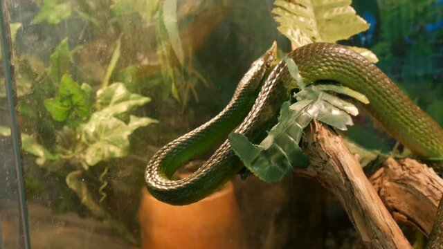 A rare green rhinoceros snake Rhynchophis boulengeri crawls along artificial branches in the zoo aquarium.