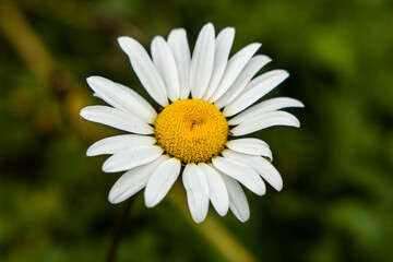 Fototapeta premium daisy flower