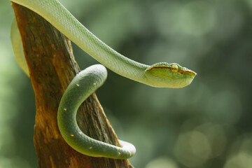 Tropidolaemus subannulatus aka Viper Borneo Snake on Wildlife