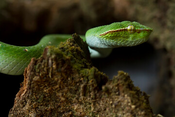 Tropidolaemus subannulatus aka Viper Borneo Snake on Wildlife