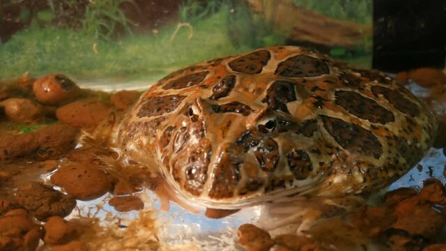 Rhinella marina or Poisonous toad yeah or sitting in the aquarium of the petting zoo.