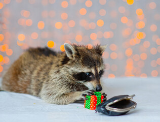Raccoon stole a wallet and tries to open it, against the background of multi-colored lanterns. Shoplifters concept © Ermolaeva Olga