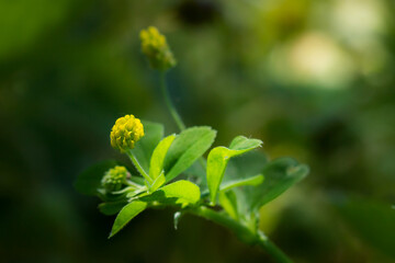 The black medick (lat. Medicago lipulina), of the pea family (Fabaceae).