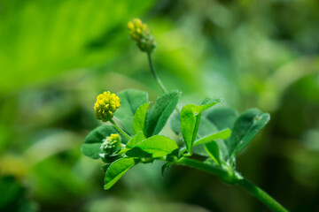 The black medick (lat. Medicago lipulina), of the pea family (Fabaceae).