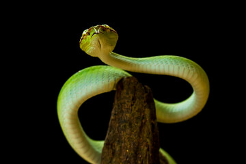 Tropidolaemus subannulatus aka Viper Borneo Snake on Wildlife