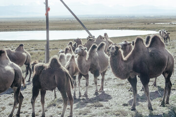 herd of camels