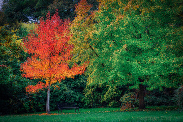 Naklejka premium autumn in the park