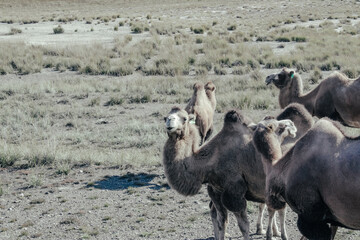 herd of camels